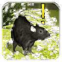 Home Rat simulator