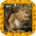 Squirrel Simulator 3D