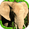 Elephant Simulator