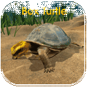 Box Turtle Simulator