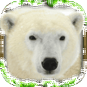 Polar Bear Simulator