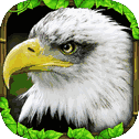 Eagle Simulator