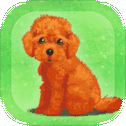 My Dog Life -Toy Poodle Edition-