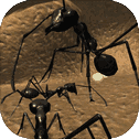 Ant Simulation Full